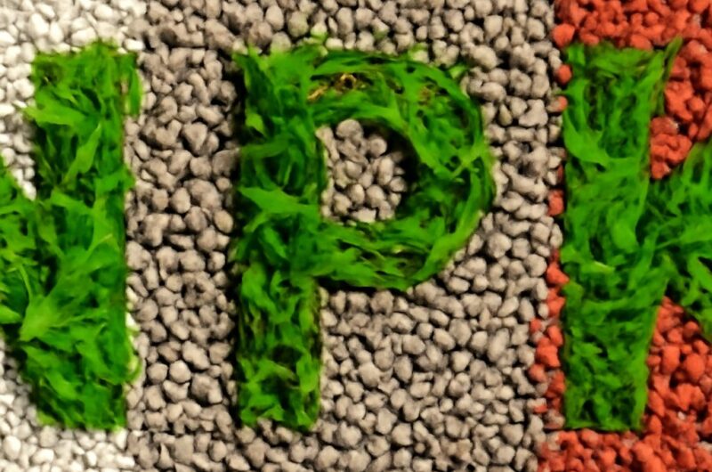Choosing phosphorus-rich plant fertilizers and organic sources based on soil tests and nutrient availability.