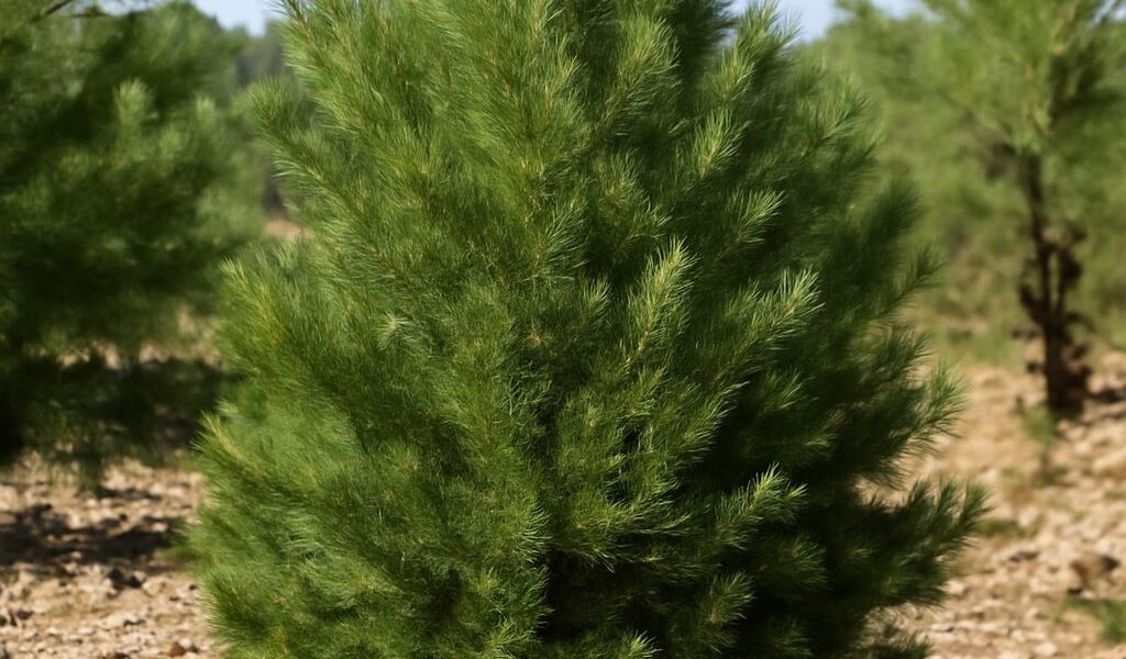 A pinyon pine tree in its natural habitat