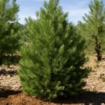 A pinyon pine tree in its natural habitat