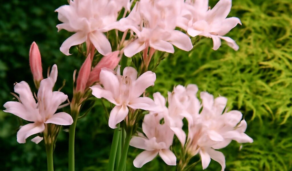 Spider lilies blooming in their natural habitat
