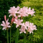 Spider lilies blooming in their natural habitat