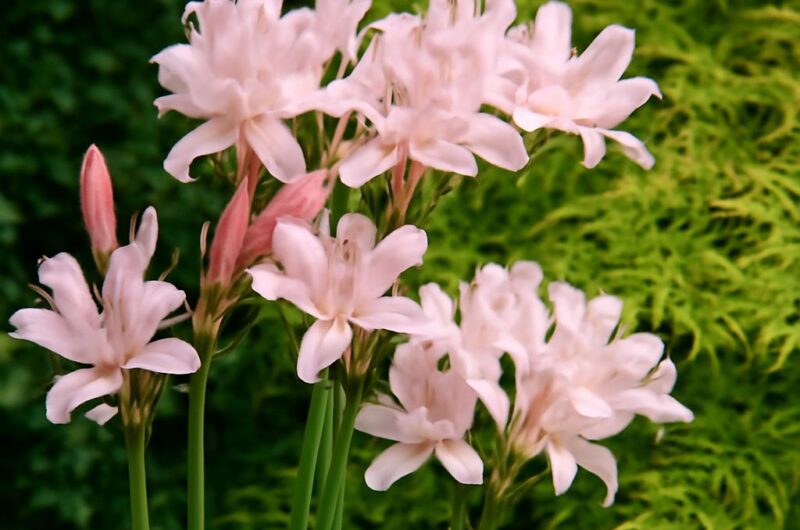 Spider lilies blooming in their natural habitat