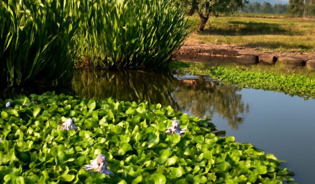 Various swamp plants in their wetland habitat