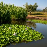 Various swamp plants in their wetland habitat