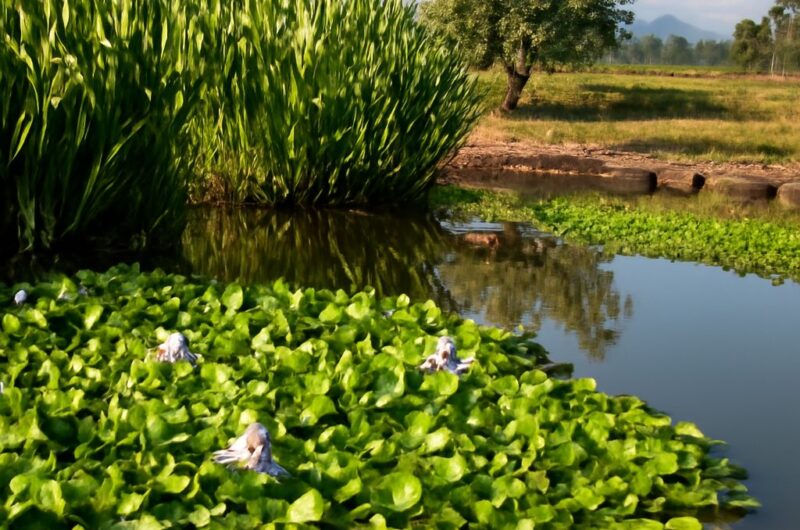 Various swamp plants in their wetland habitat