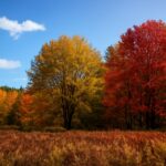 A scenic view of a temperate forest