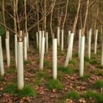 Various trees at different growth stages