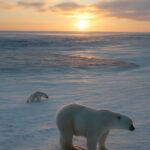 Tundra ecosystem with abiotic and biotic factors