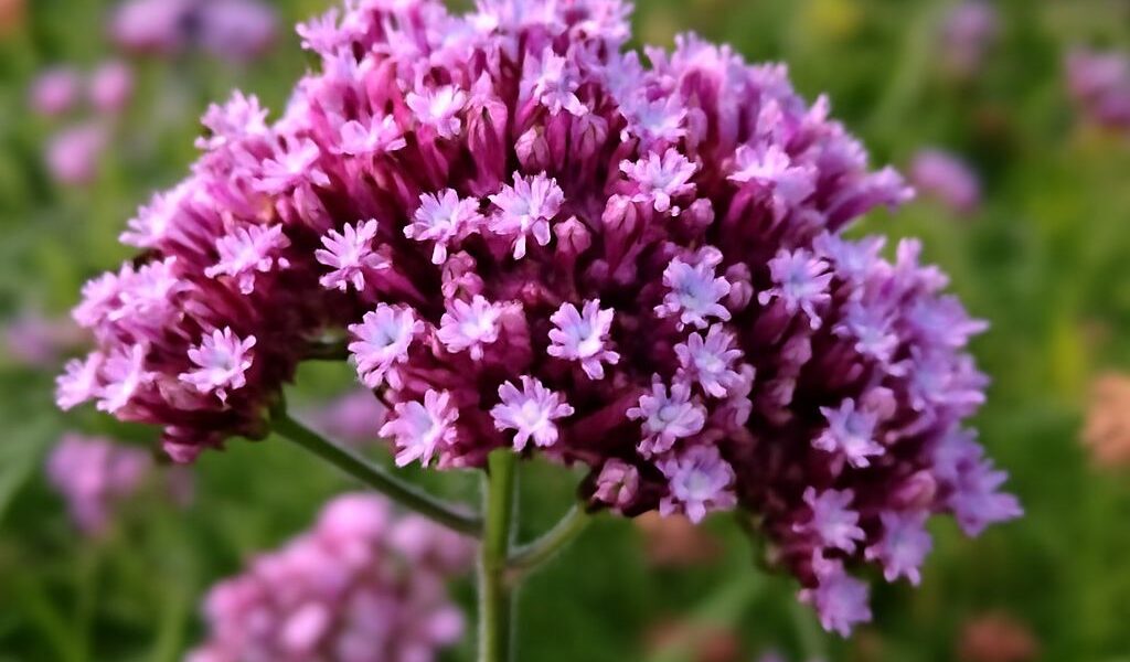 Identify verbena blooms, annual bedding varieties, and woody relatives by their growth habits and needs.