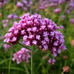 Identify verbena blooms, annual bedding varieties, and woody relatives by their growth habits and needs.