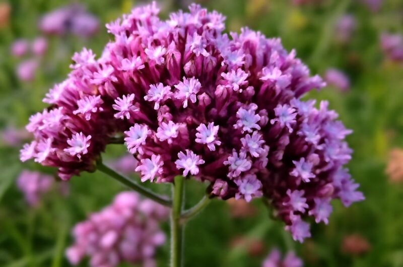 Identify verbena blooms, annual bedding varieties, and woody relatives by their growth habits and needs.