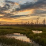 A vibrant wetlands ecosystem with diverse flora and fauna