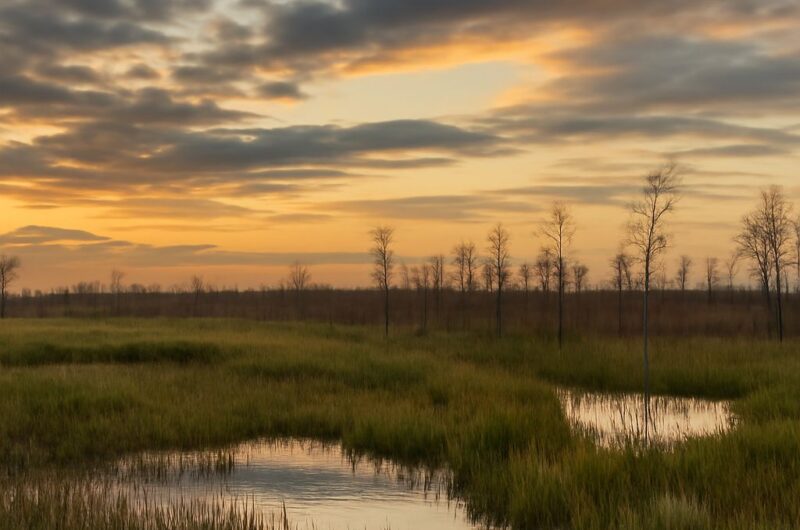 A vibrant wetlands ecosystem with diverse flora and fauna