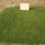 Zoysia grass in its natural forest habitat