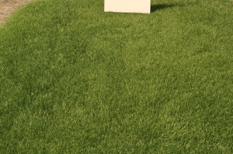 Zoysia grass in its natural forest habitat